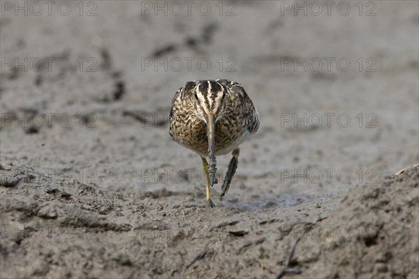 Common Snipe