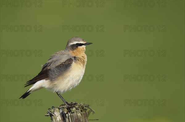 Northern Wheatear