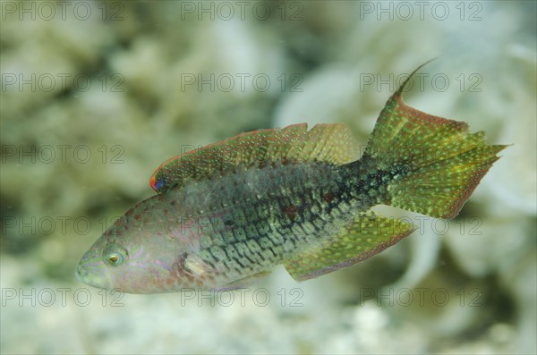 Two-spot Wrasse