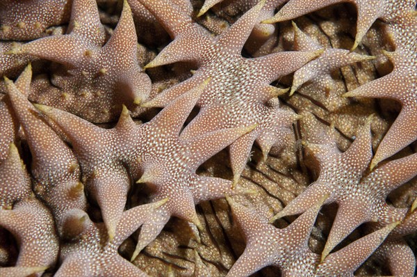 Pineapple sea cucumber