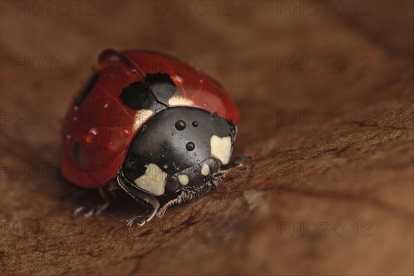 Seven-spot Ladybird