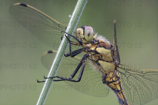 Black-tailed skimmer