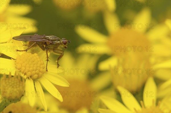 Yellow dung fly