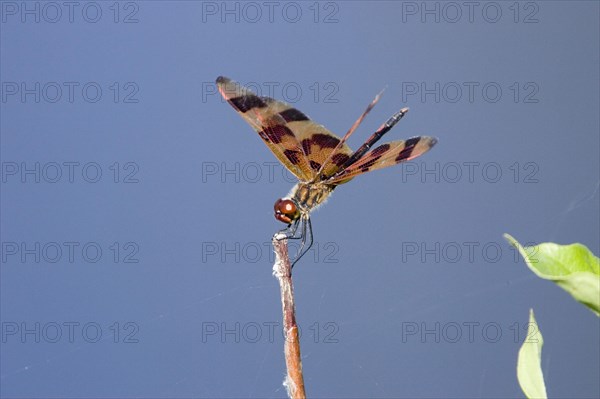 Halloween Pennant