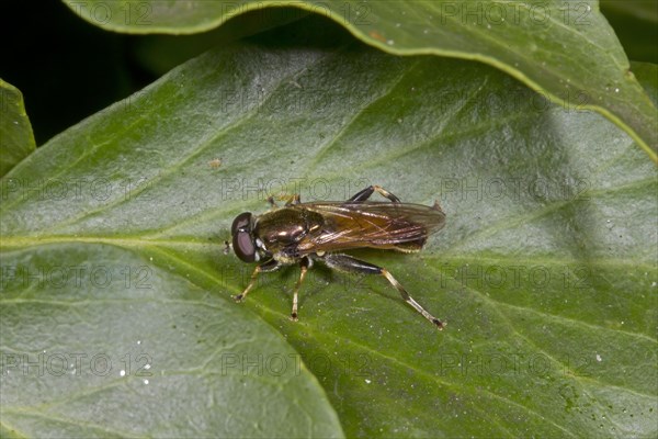 Hoverfly