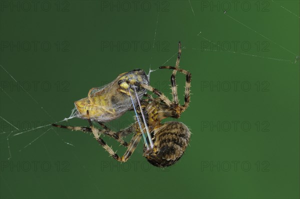 Adult european garden spider