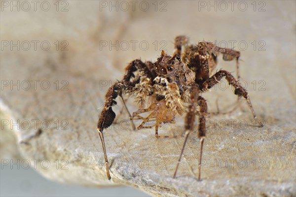 African fringe jumping spider