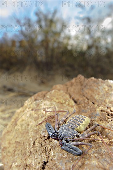 Variegated Tailless Whip whipscorpion