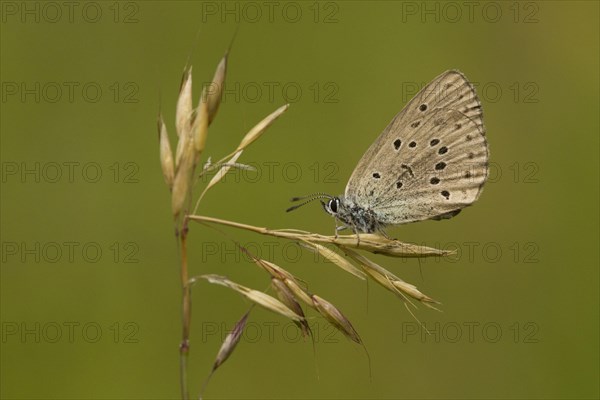 Mountain alcon blue