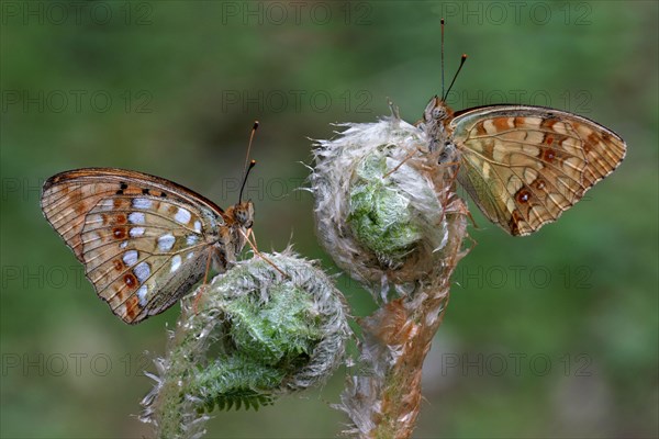 High Brown Fritillary