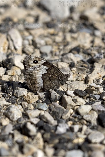 Woodland grayling