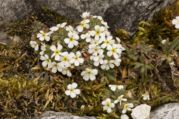 Dwarf Rock-jasmine