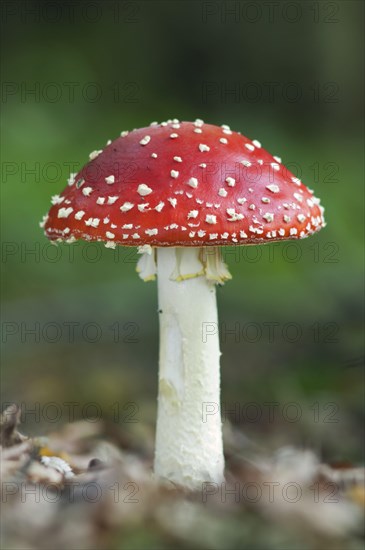 Fly agaric