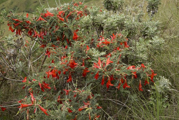 Flowering mountain shrub