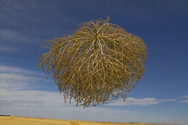 Tumbleweed