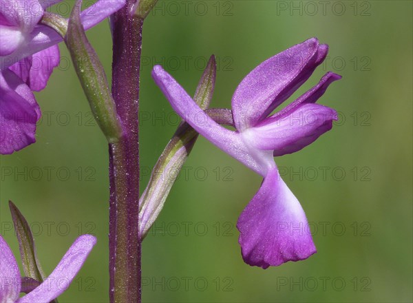 Loose-flowered Orchid