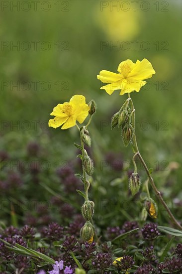 Yellow sunflower