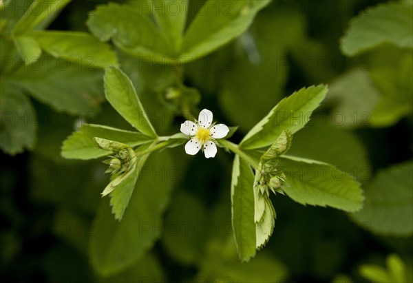 Cinquefoil