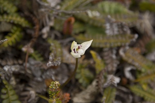 Dog Orchid