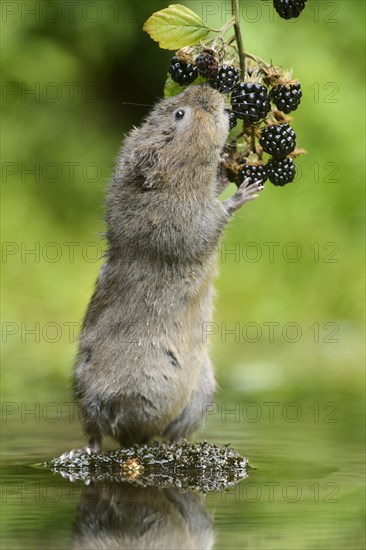 European water vole