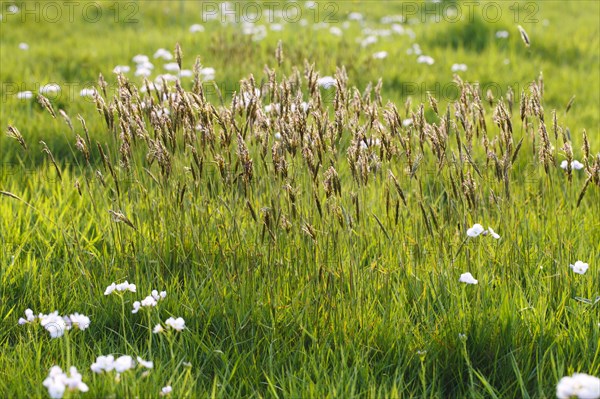 Common Ryegrass