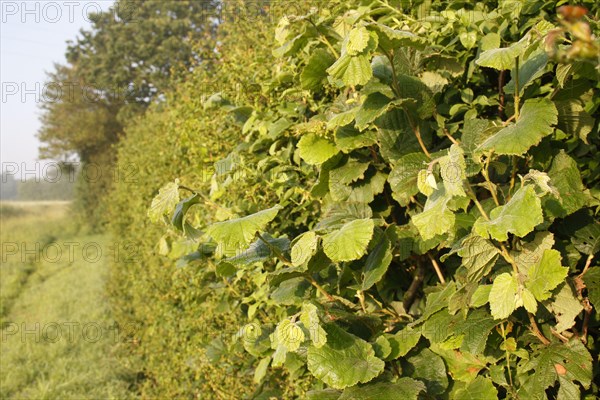 Leaves of common hazel