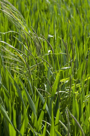 Barren brome