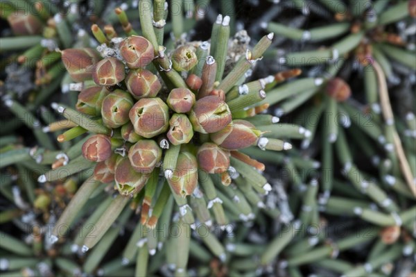 Patagonian ephedra