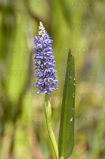 Pickerelweed