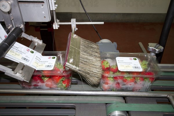 Strawberry production line