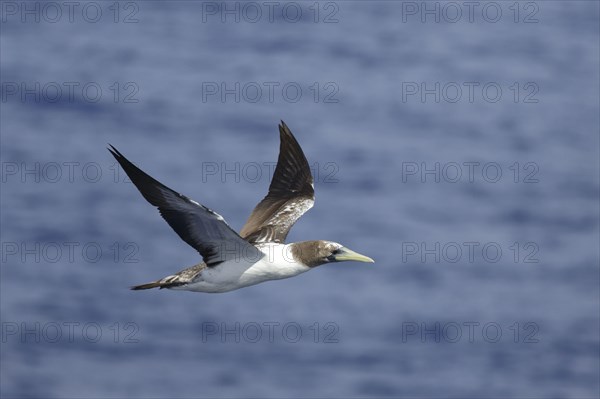 Tasmanian Masked Booby