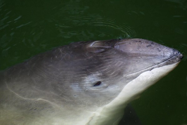 Harbour porpoise