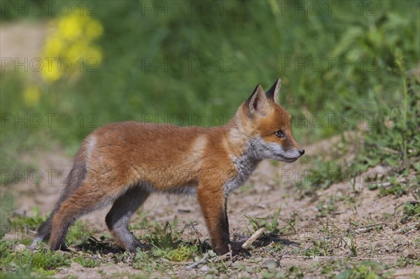 Cute red fox