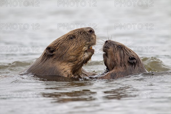 Close-up of two Eurasian beavers