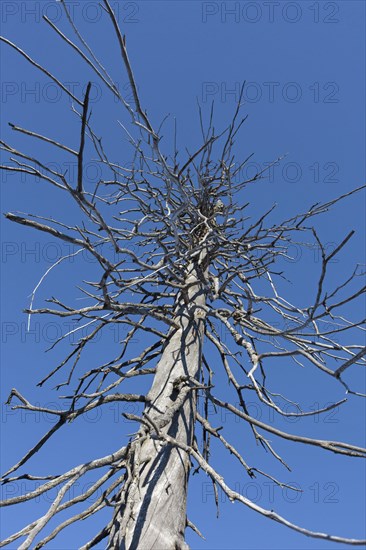 Dead spruce with infestation by the European spruce bark beetle