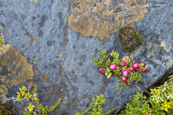 Lichens and berries on a rock