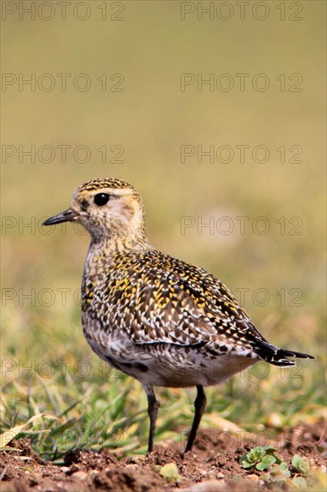 Golden plover