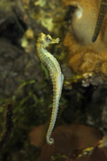 Long-snouted seahorse