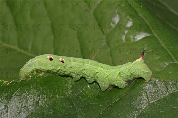 Elephant hawk-moth