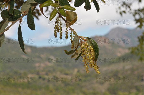 Cork oak