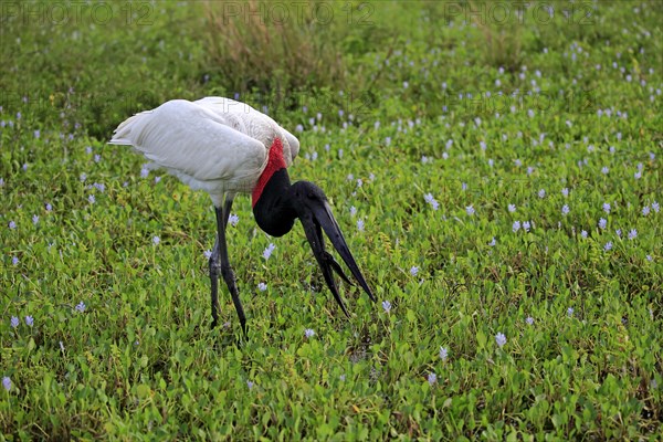 Jabiru