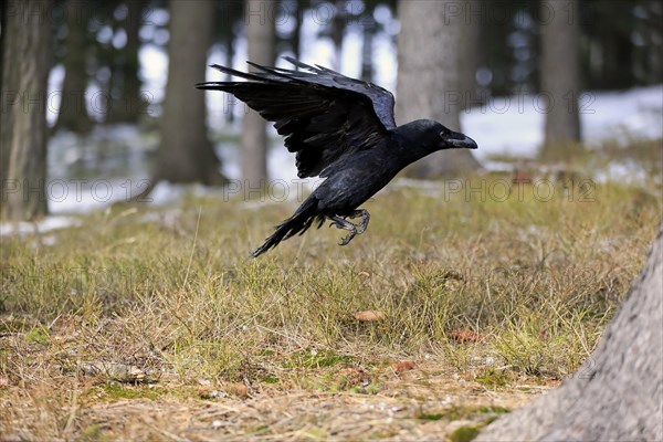 Common raven