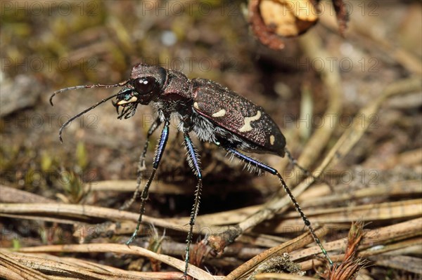 Forest sand beetle