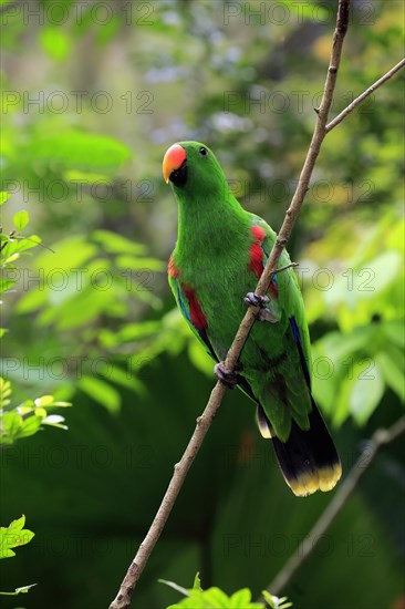 Eclectus parrot