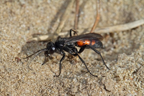 Spring wasp