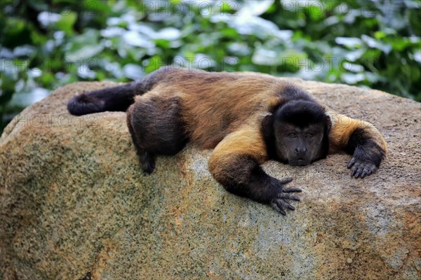 Tufted Capuchin