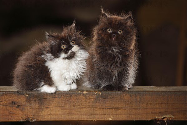 British Longhair