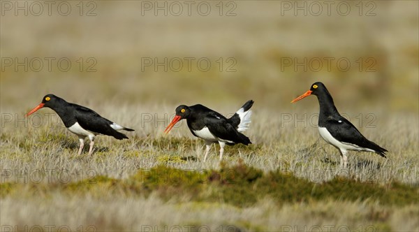 Magellanic Oystercatcher