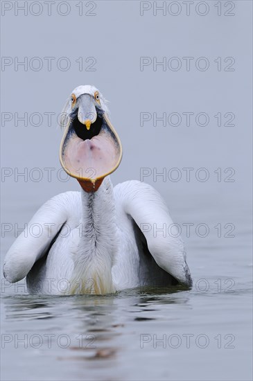 Adult dalmatian pelican