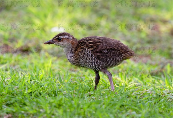 Buff-banded Rail